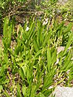 Bletilla Striata (fam. Orchidacees) (Chine) (1) (Photo F. Mrugala)
